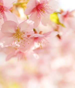 flower 1