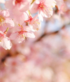 flower 2