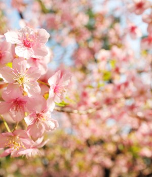 flower 3
