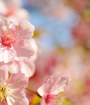 flower 4