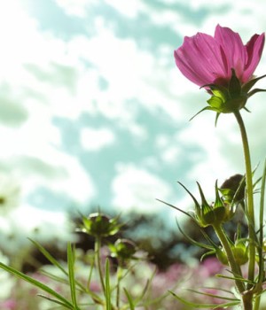 Lovely flower